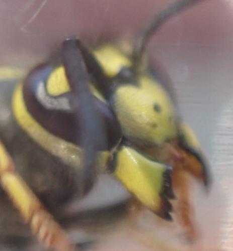 Vespula germanica